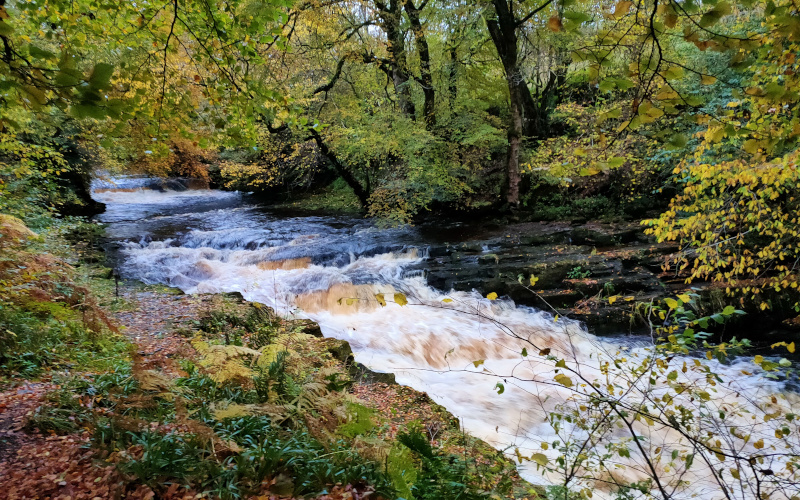 A fast flowing river running through a wood in autumn